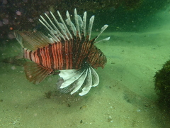 Pterois russelii