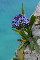 Scilla peruviana