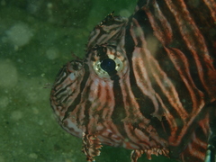 Pterois russelii
