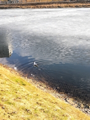 Chroicocephalus ridibundus