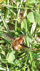 Bombylius discolor