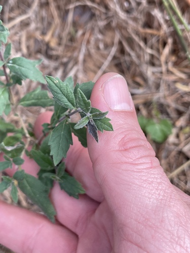 Aloysia gratissima