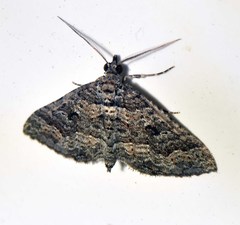Chrysolarentia severata
