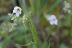 Nemophila parviflora