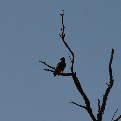 Wahlberg's Eagle