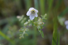 Nemophila parviflora