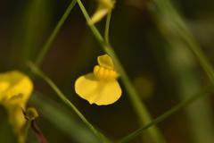 Utricularia prehensilis