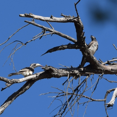 African Gray Hornbill