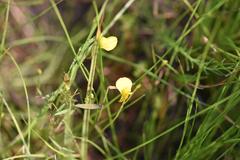 Utricularia prehensilis