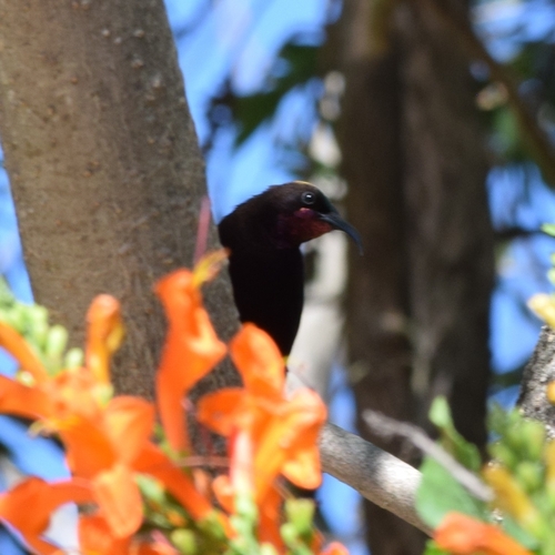Amethyst Sunbird