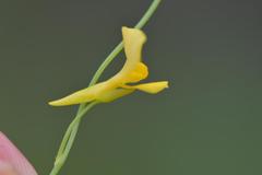 Utricularia prehensilis