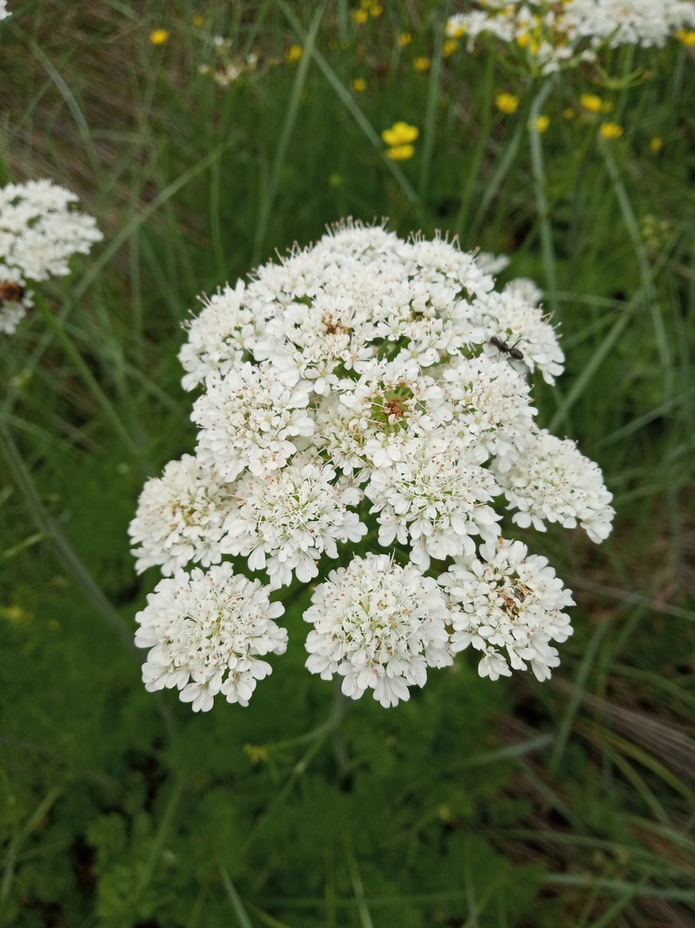 Oenanthe incrassans