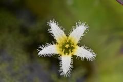 Nymphoides