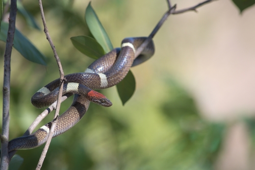 Pseudoleptodeira latifasciata