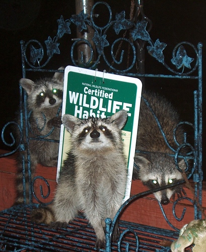Common Raccoon photographed in North Carolina