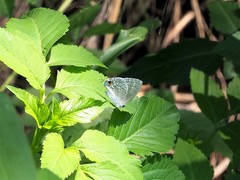 Catochrysops panormus exiguus