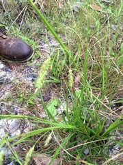 Carex stipata