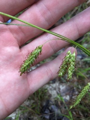 Carex stipata