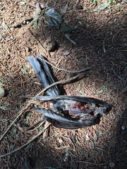 Turdus merula aterrimus
