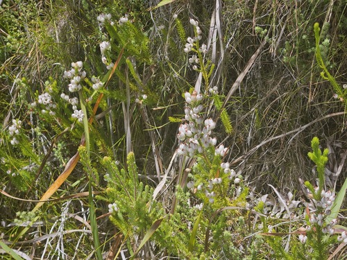 Paper Heath (Erica papyracea)