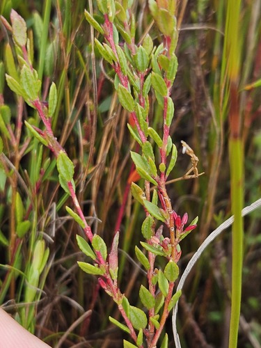 Minileaf Riverbuchu (Empleurum fragrans)