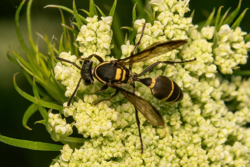 Yellowbanded Polybia Wasp from Santa Teresa, Santa Fe, Argentina on