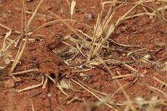 Agama aculeata