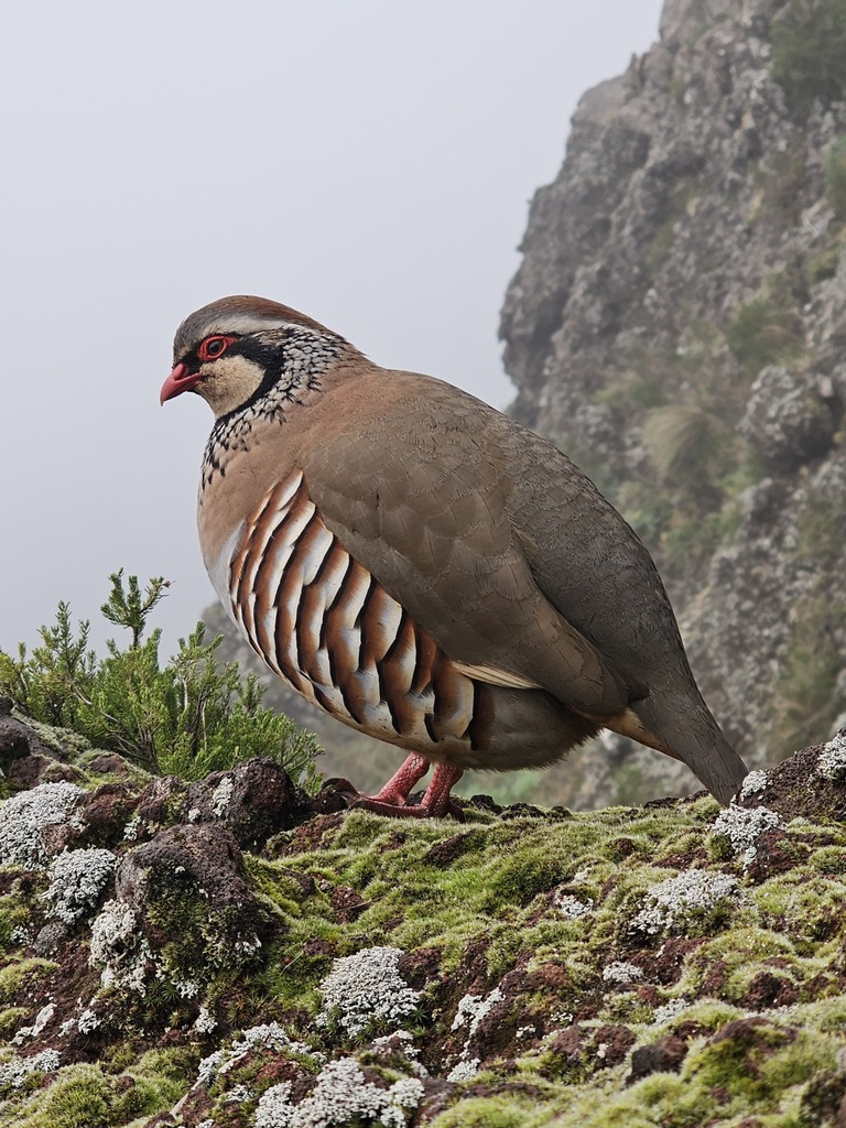 Rock Partridges
