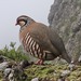 Rock Partridges - Photo (c) serradura, some rights reserved (CC BY-NC)