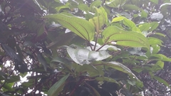 Dichaetanthera