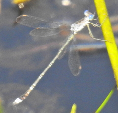 Lestes tridens