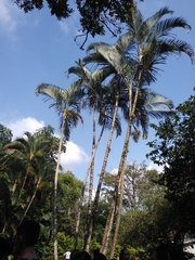 Arecaceae