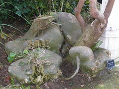 Gerrardanthus macrorhizus