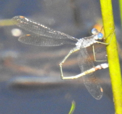Lestes tridens