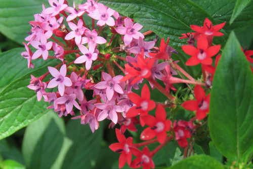 Pentas lanceolata