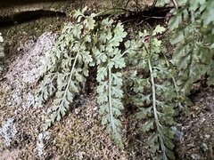Asplenium montanum image