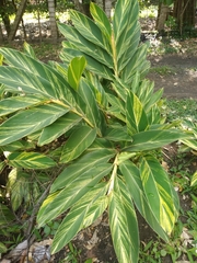 Alpinia zerumbet