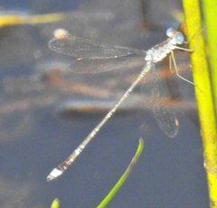 Lestes tridens