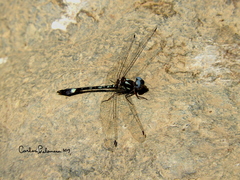 Macrothemis pseudimitans