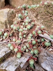 Sedum glaucophyllum
