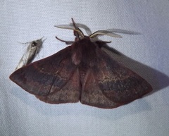 Anthela rubeola