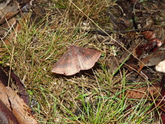 Anthela rubeola