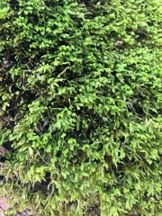 Claopodium rostratum