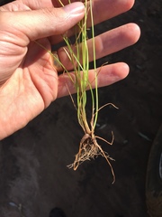 Cyperus amabilis