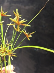 Cyperus amabilis
