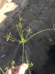 Cyperus amabilis