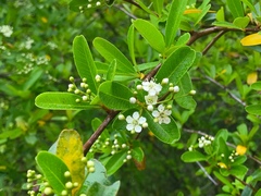 Pyracantha koidzumii