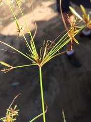 Cyperus amabilis