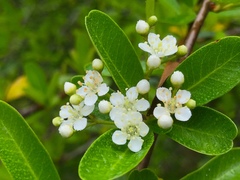 Pyracantha koidzumii