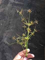 Cyperus amabilis
